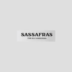 Sassafras